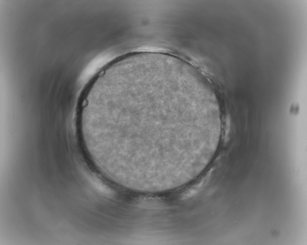 X0000090490296200708102224