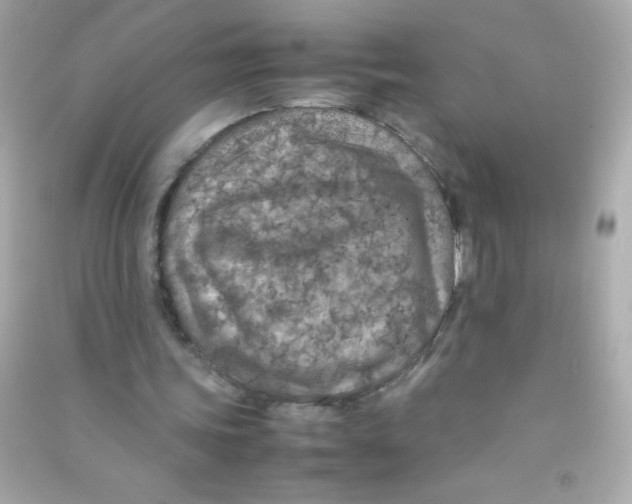 X0000090490339200708102223