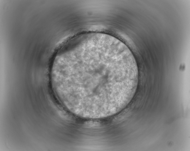 X0000090490354200708102223