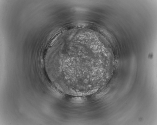 X0000090490381200708102224