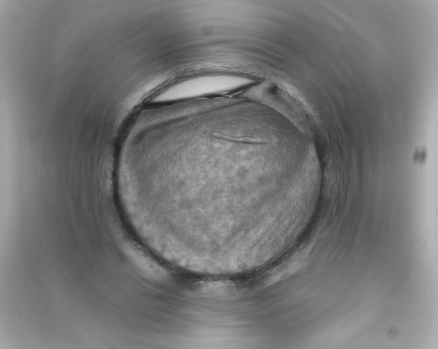 X0000090490446200708102222