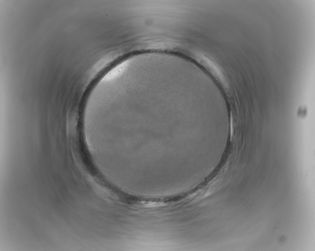 X0000090490483200708102222