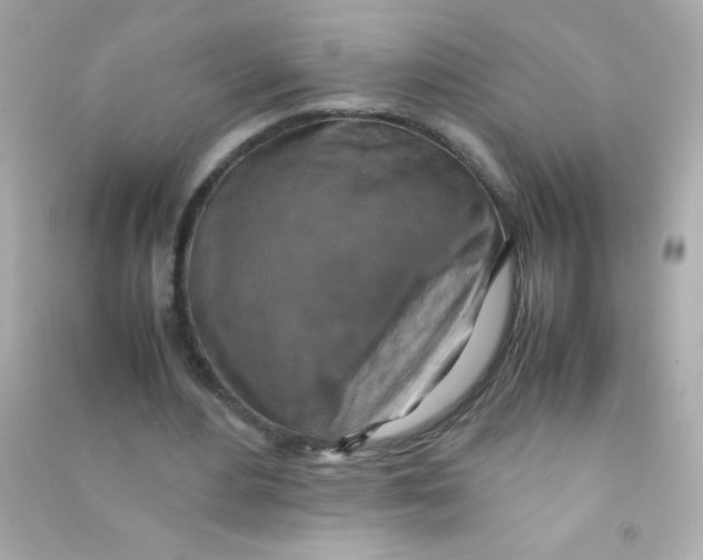 X0000090490484200708102222