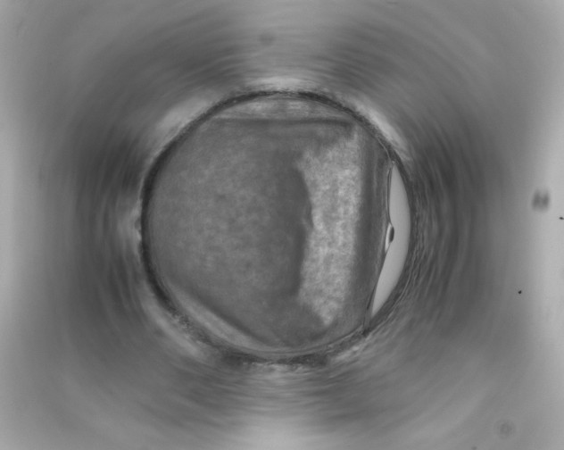 X0000090490486200708102222