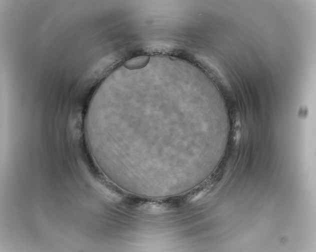 X0000090490498200708102221