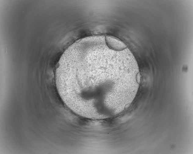 X0000090490523200708102221