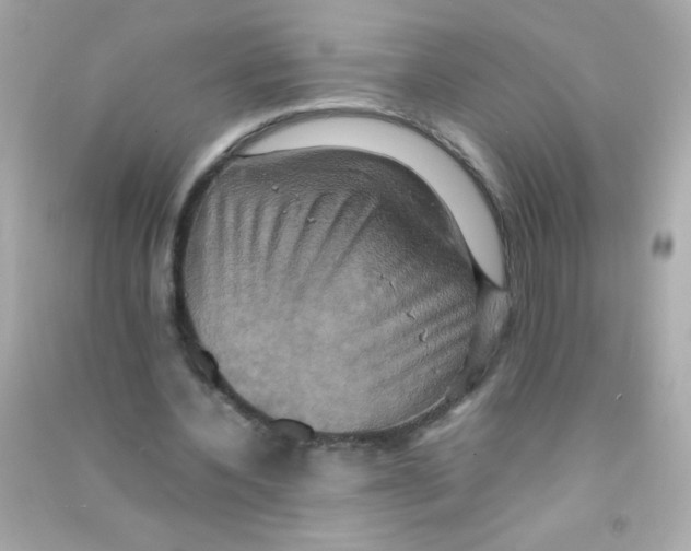 X0000090490532200708102220