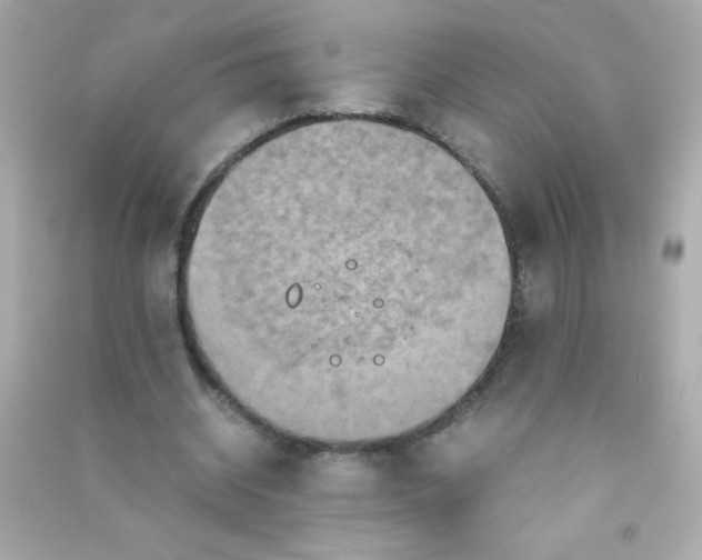 X0000090490534200708102220