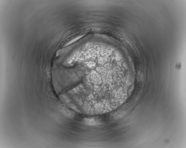 X0000090490561200708102221