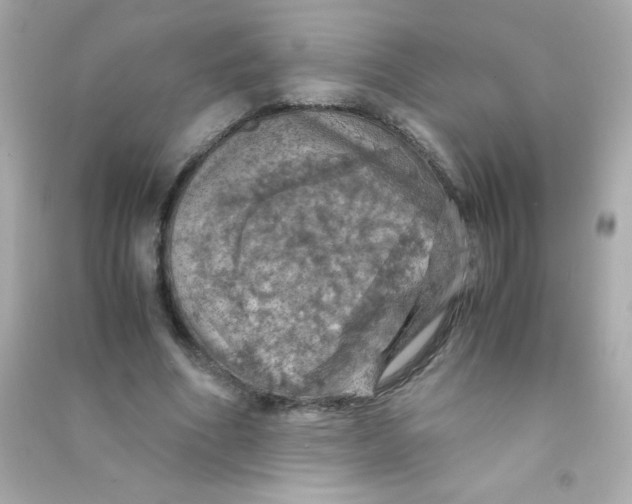 X0000090490586200708102220