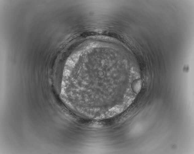 X0000090490656200708102219