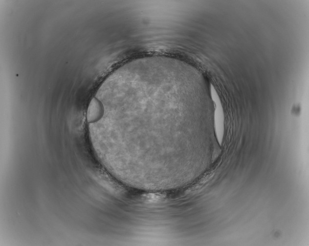 X0000090490660200708102220