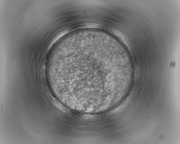 X0000090490827200708102217