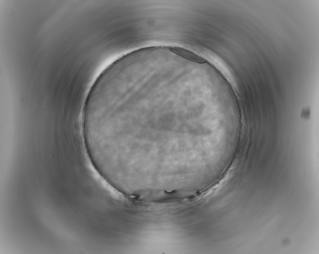 X0000090490958200708102216