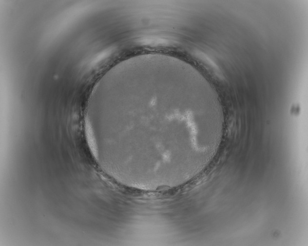 X0000090490966200708102215