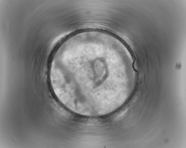 X0000090490979200708102215