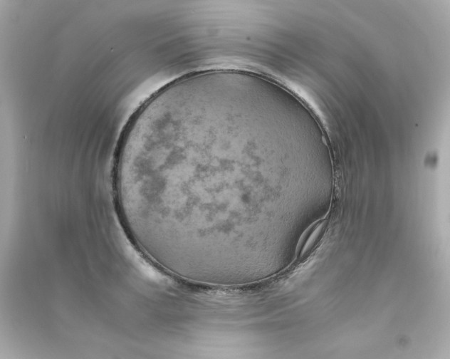 X0000090490995200708102215