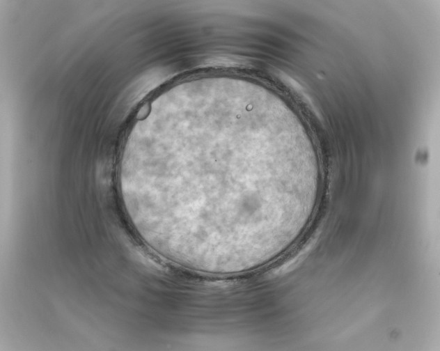 X0000090491017200708102214