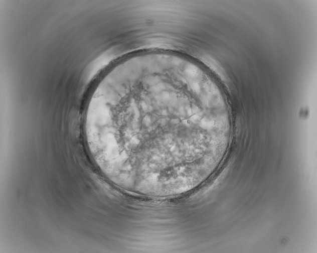 X0000090491067200708102214