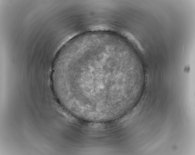 X0000090491217200708102211