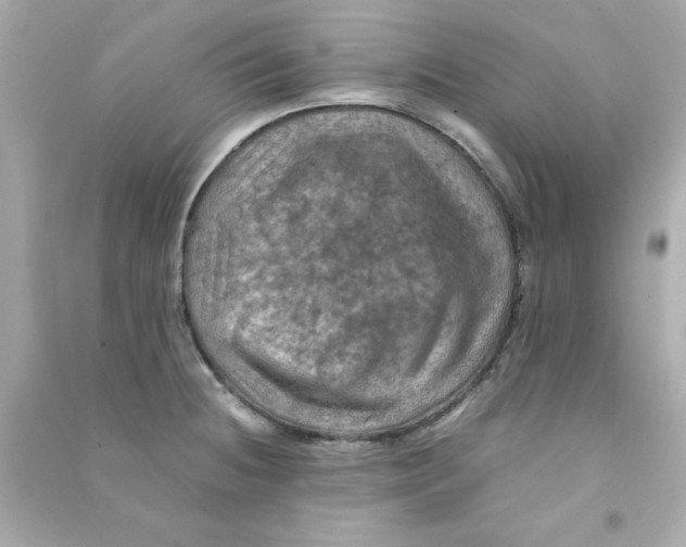 X0000090491236200708102212