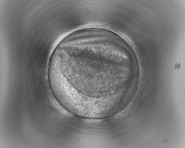 X0000090491296200708102210