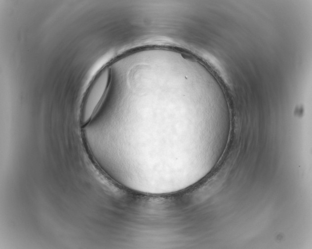 X0000090491326200708102210