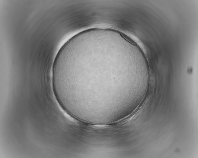 X0000090491343200708102210