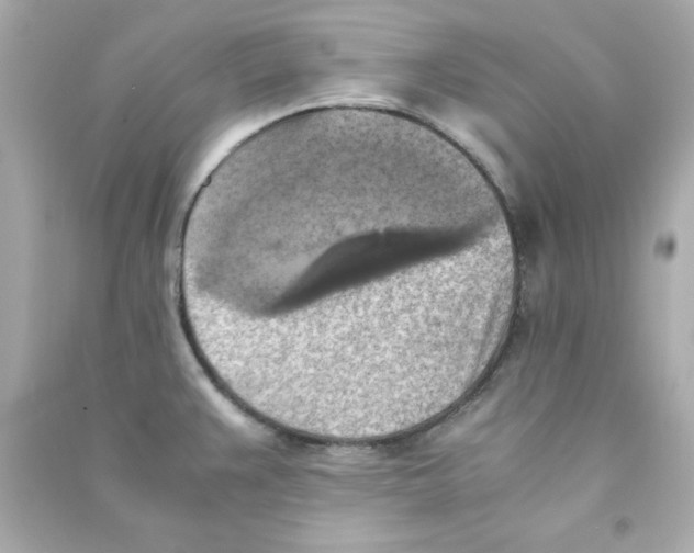 X0000090491383200708102209