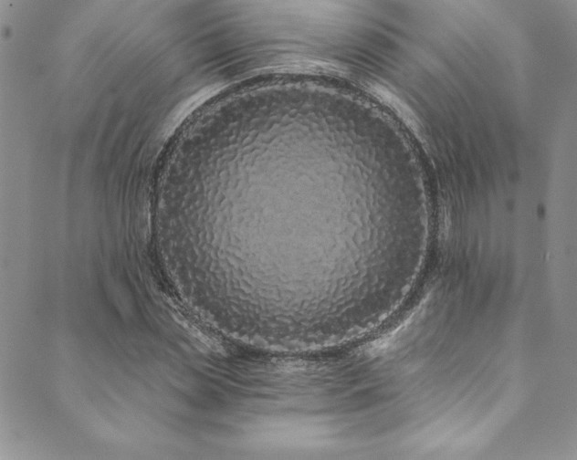 X0000090500829200707131350