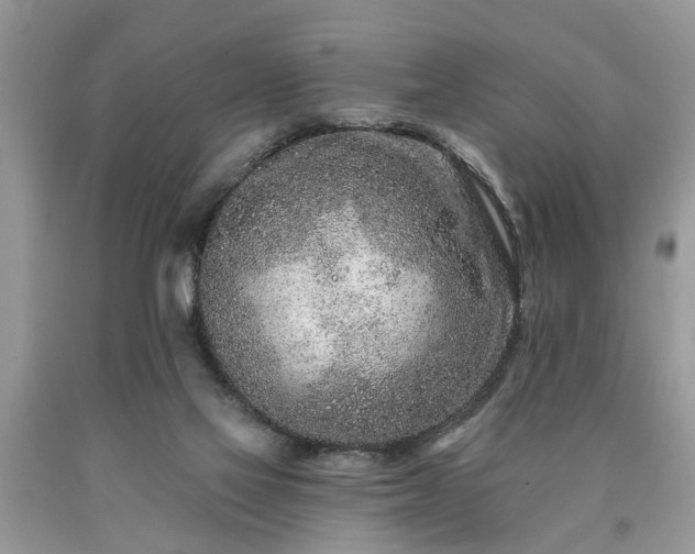 X0000090500069200707201555