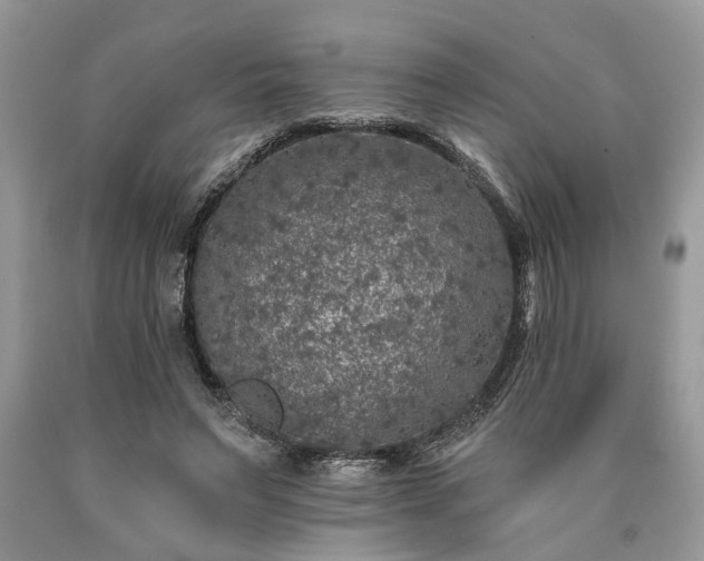 X0000090500495200707201550