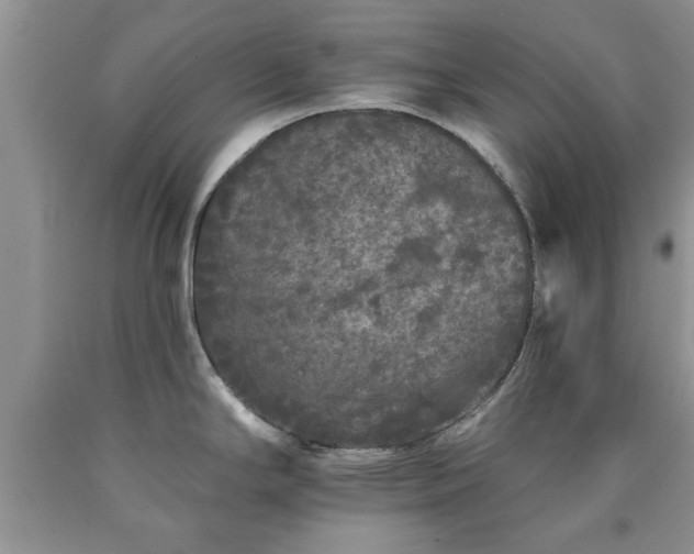 X0000090501294200707201538
