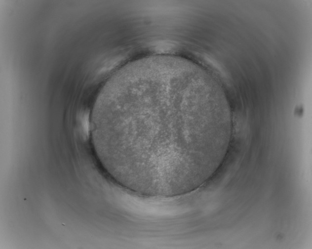 X0000090500028200707280010