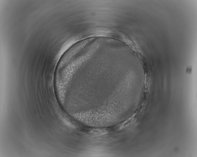 X0000090500099200707280009