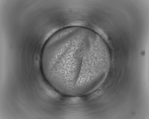 X0000090500108200707280009