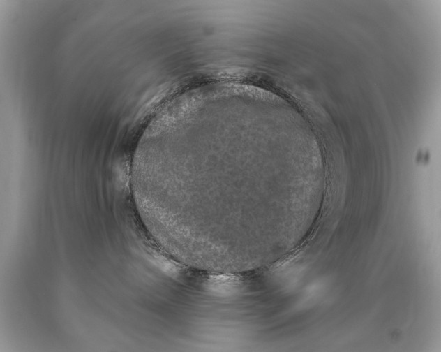 X0000090500240200707280008