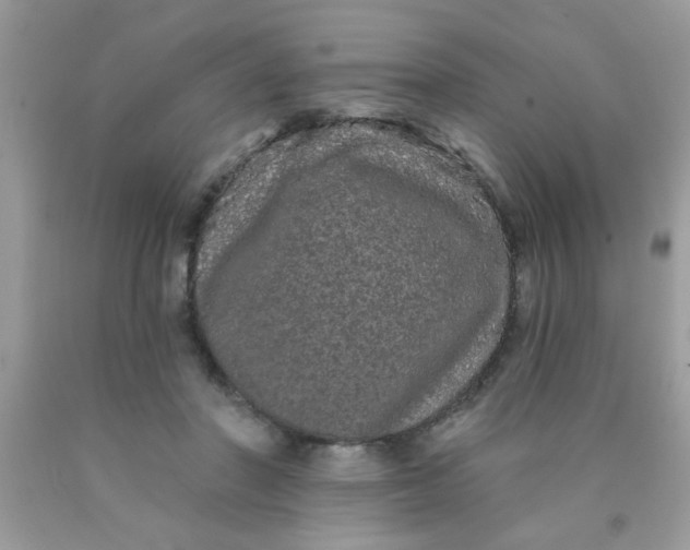 X0000090500406200707280005