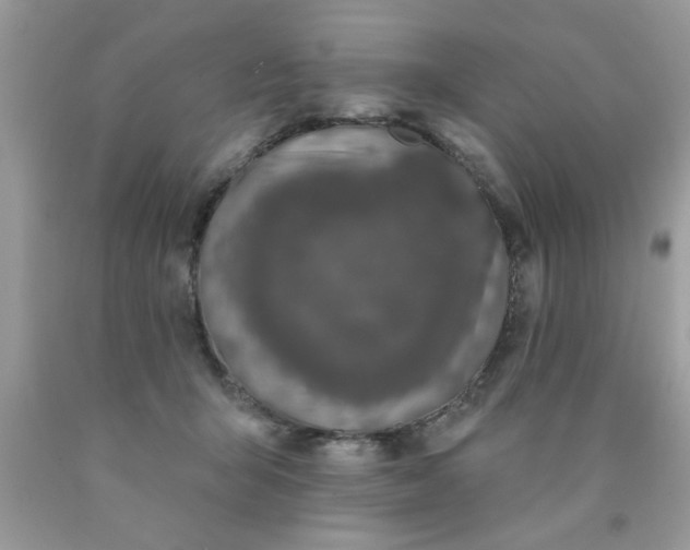 X0000090500415200707280005