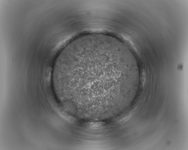 X0000090500495200707280004