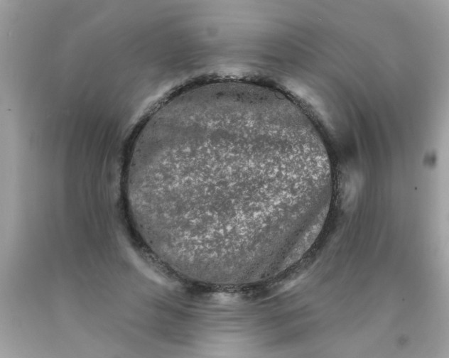 X0000090500496200707280004