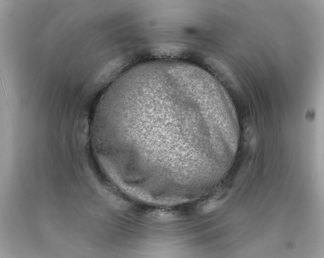 X0000090500498200707280004