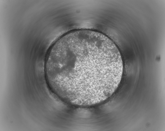 X0000090500534200707280003