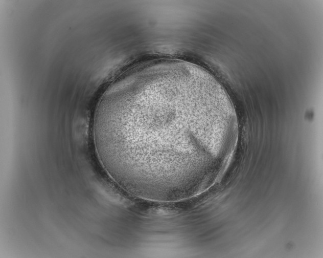 X0000090500739200707280001