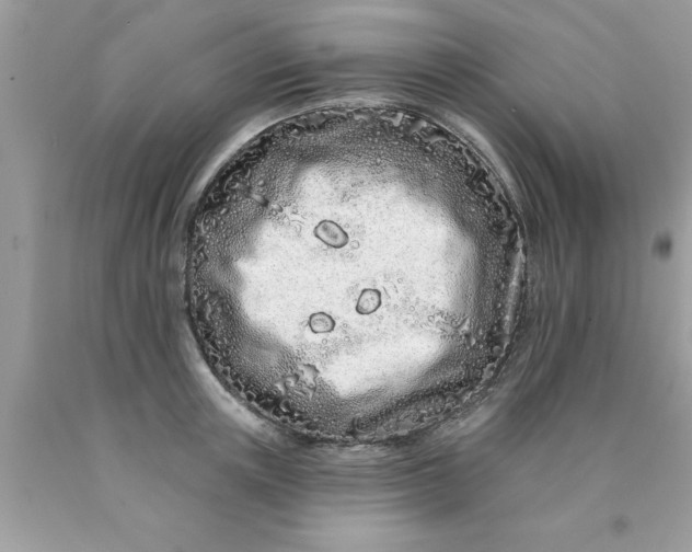 X0000090500851200707280000