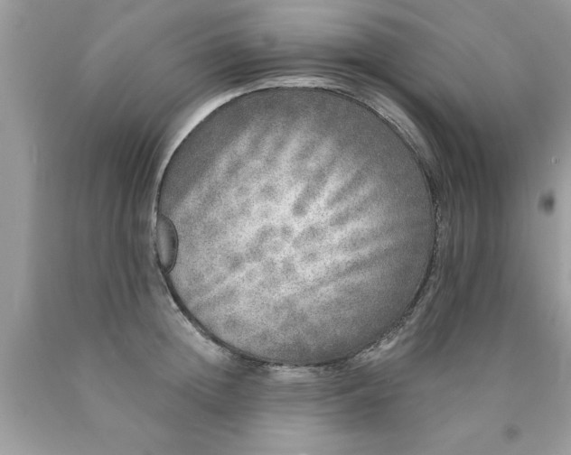 X0000090500852200707280000