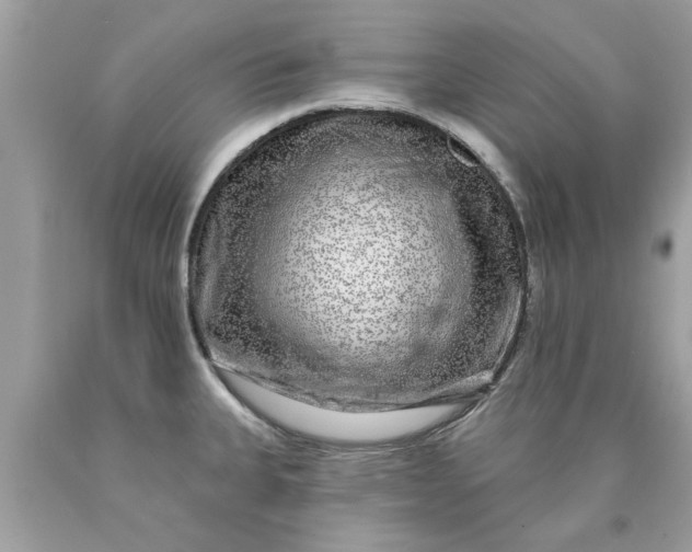 X0000090501335200707272353