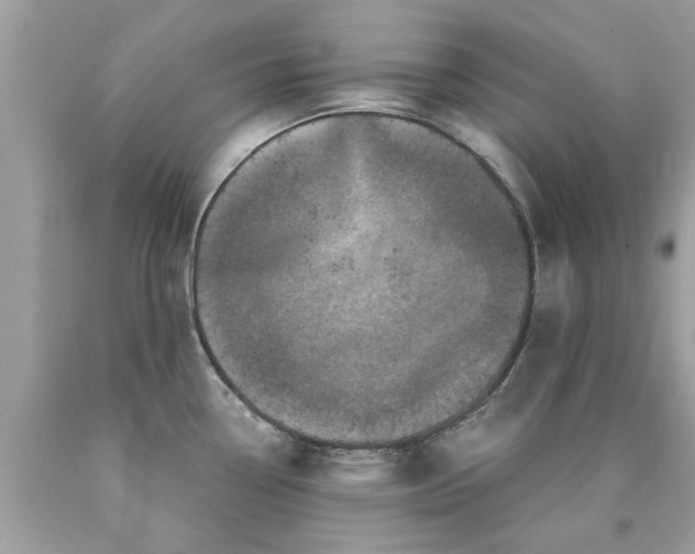 X0000090501338200707272353