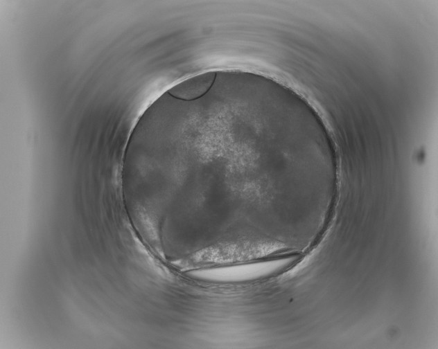 X0000090501529200707272351