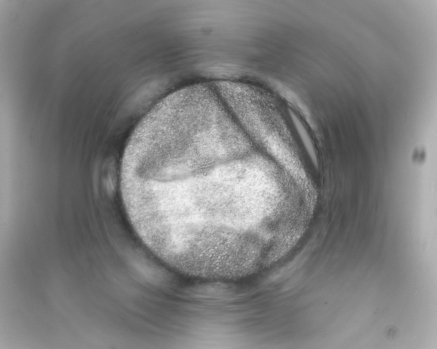 X0000090500069200708102250